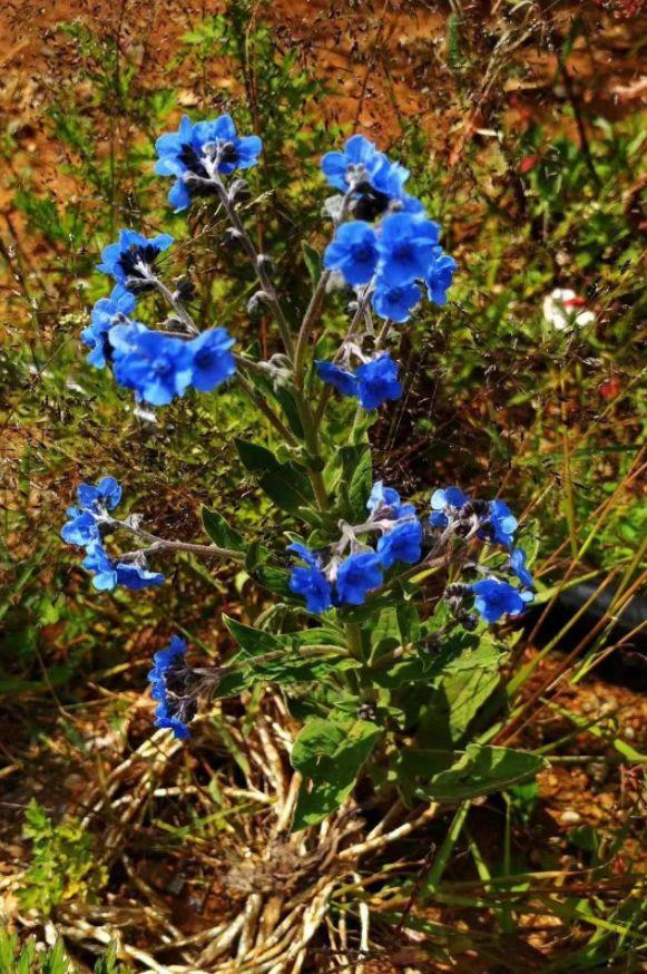 「诗词鉴赏」古诗词里的野花，正芬芳，惊艳了秋天