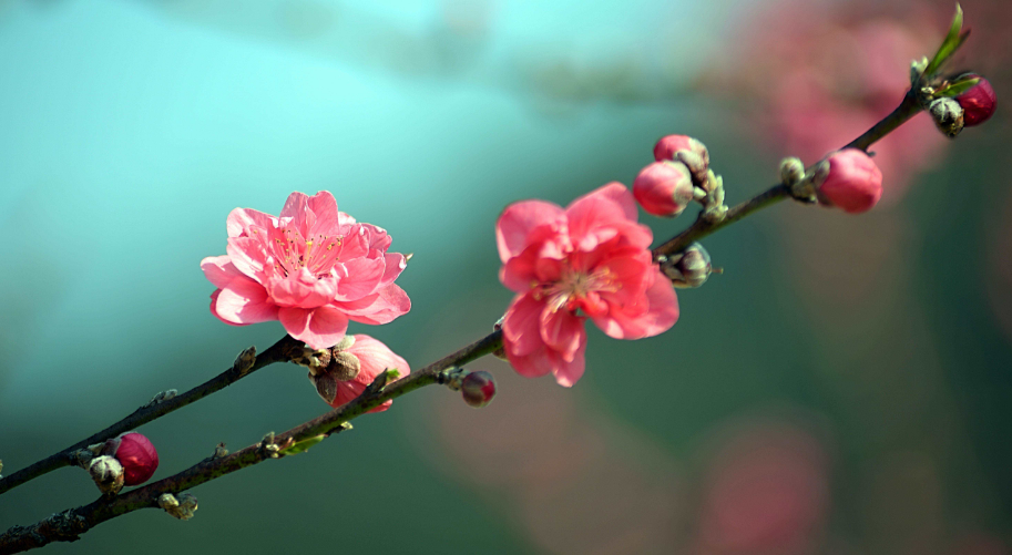 桃花诗词集锦大全（有关桃花的诗词）