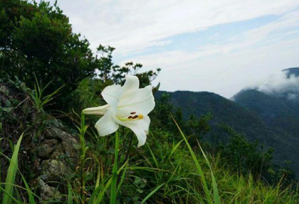 「诗词鉴赏」古诗词里的野花，正芬芳，惊艳了秋天