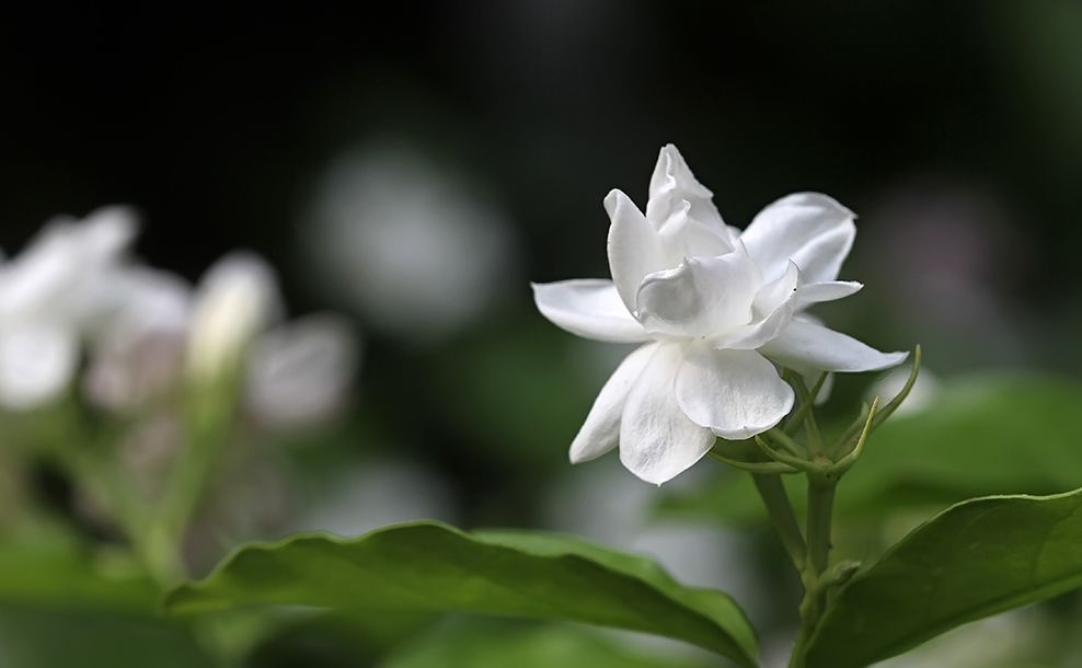 关于茉莉花的古诗有哪些（茉莉花 古诗鉴赏）