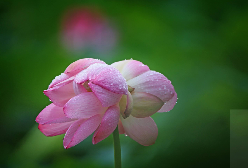 赞美并蒂莲花诗词（写并蒂莲的诗）