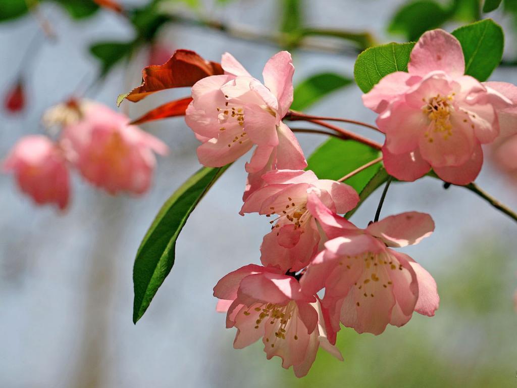 海棠花诗词大全（咏海棠花诗）