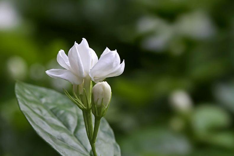 关于茉莉花的古诗有哪些（茉莉花 古诗鉴赏）