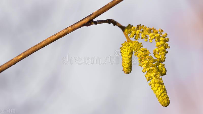 花语是生日快乐的花是什么花（生日花及花语）