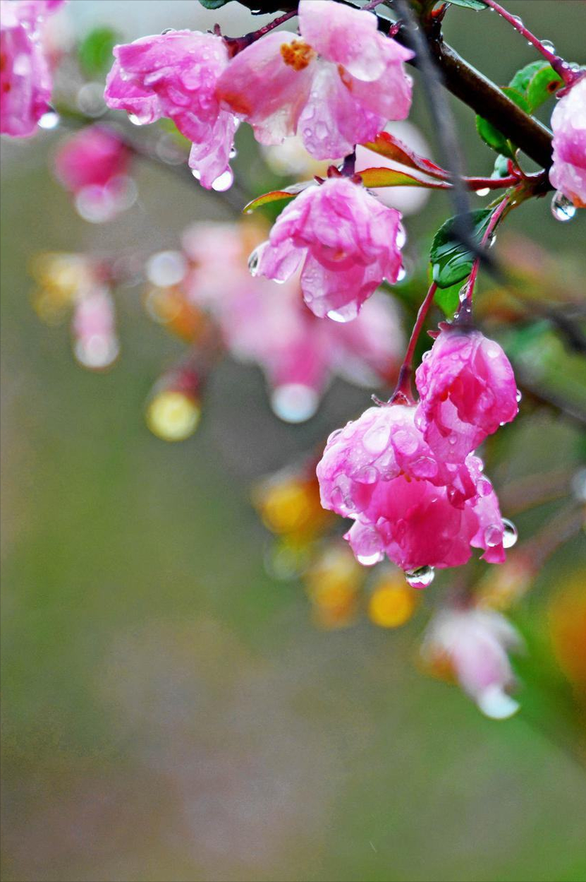 海棠花开时节诗句（海棠花离别诗句）