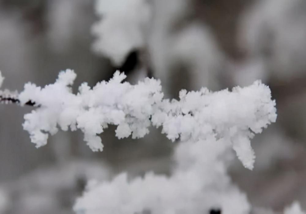 卢梅坡的雪梅二首古诗（卢梅坡两首雪梅诗赏析）