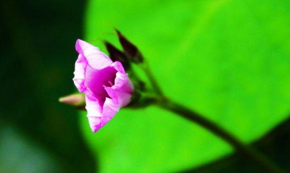 「诗词鉴赏」古诗词里的野花，正芬芳，惊艳了秋天