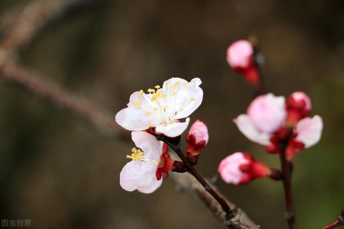 花语是生日快乐的花是什么花（生日花及花语）