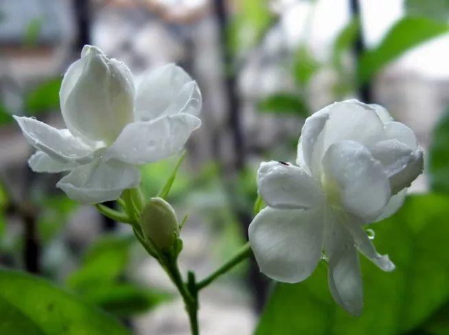 关于茉莉花的古诗有哪些（茉莉花 古诗鉴赏）