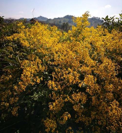 秋天野菊花诗词（经典秋菊诗词）