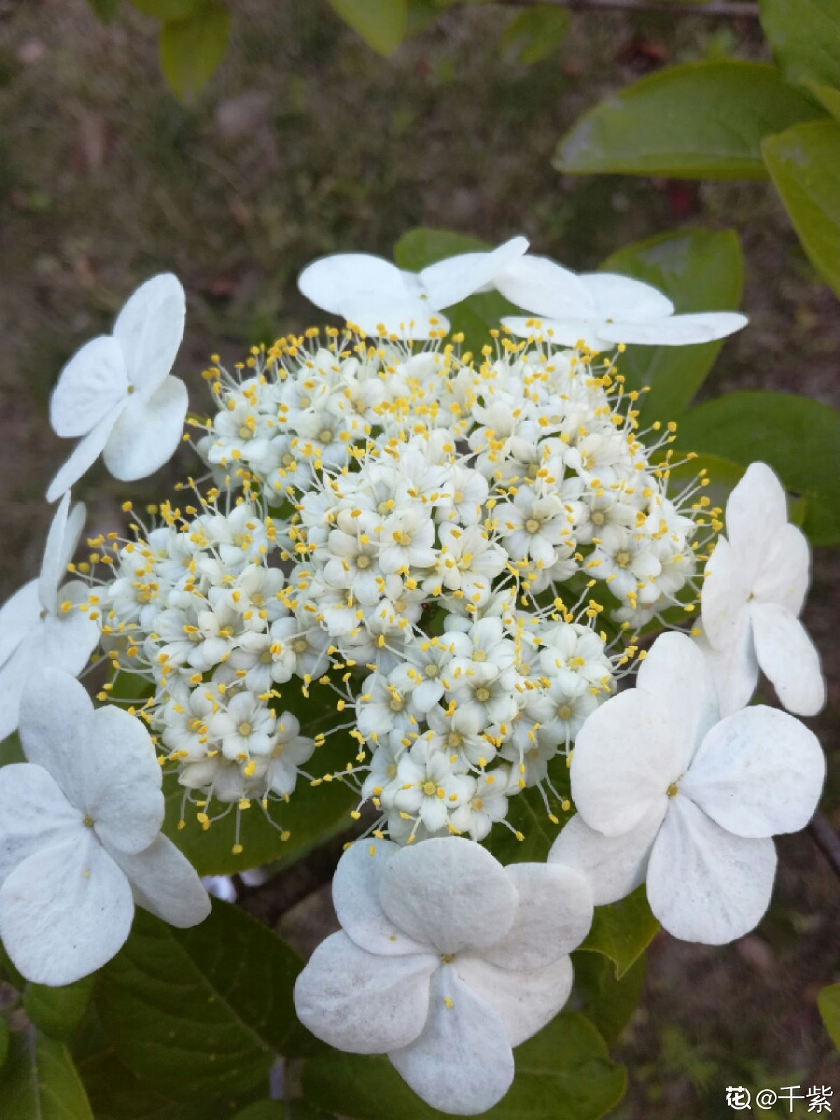 琼花如何养护（琼花的养殖方法和注意事项）