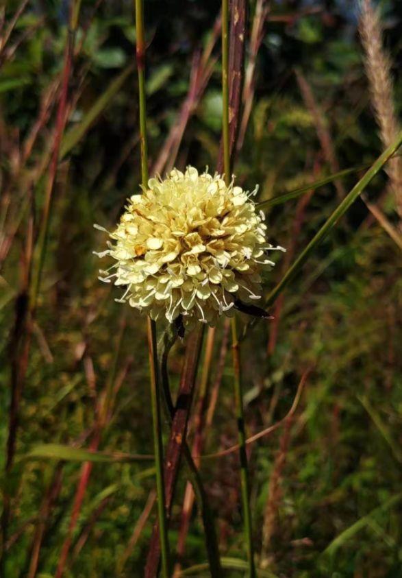 「诗词鉴赏」古诗词里的野花，正芬芳，惊艳了秋天