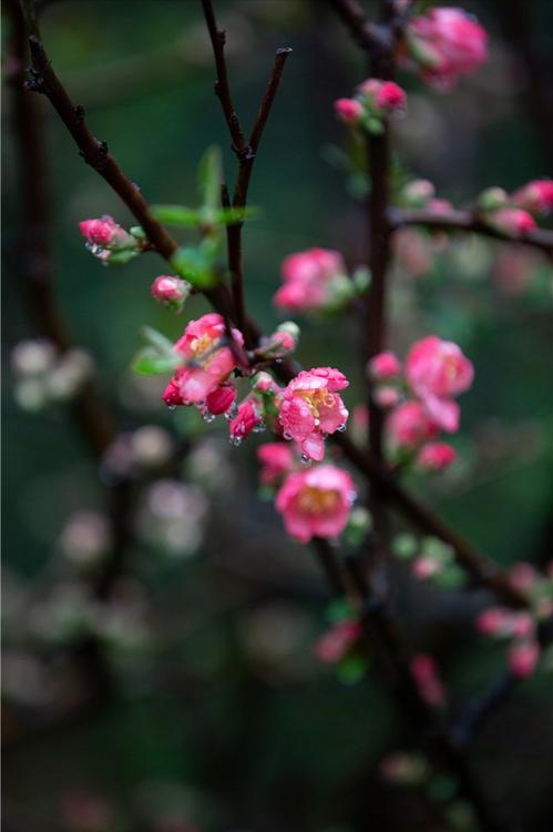 海棠花开时节诗句（海棠花离别诗句）