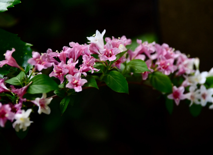 赞美锦带花的诗词（写锦带花的诗）