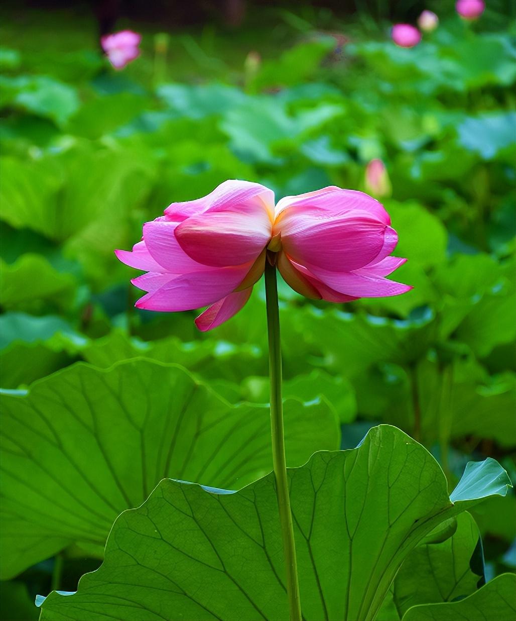 赞美并蒂莲花诗词（写并蒂莲的诗）