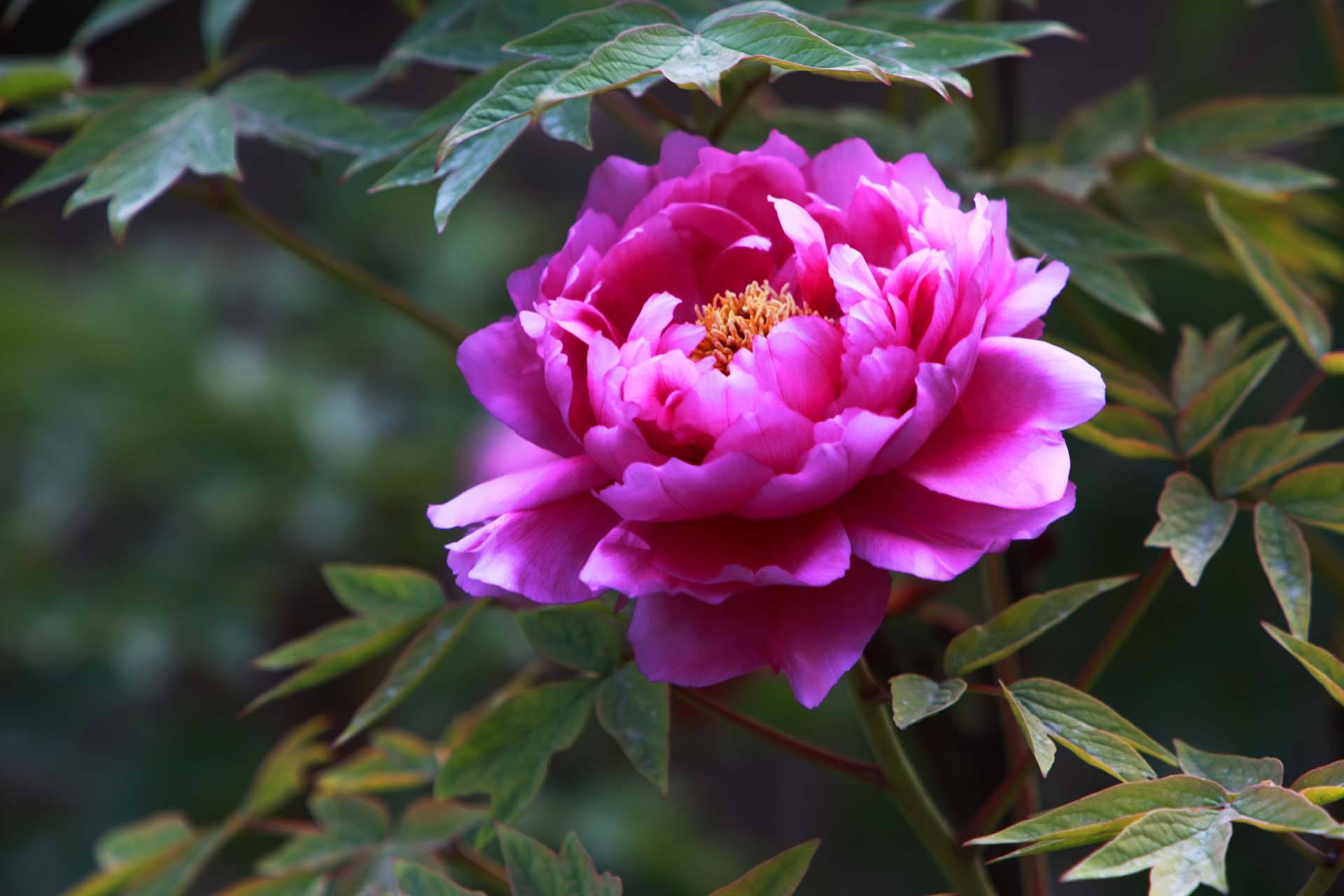 牡丹花诗词集锦大全（有关牡丹花的诗词）