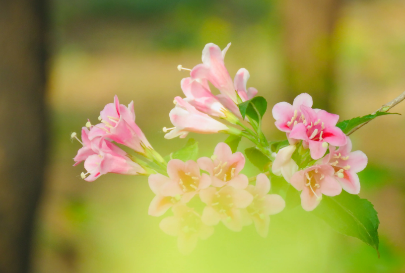 赞美锦带花的诗词（写锦带花的诗）