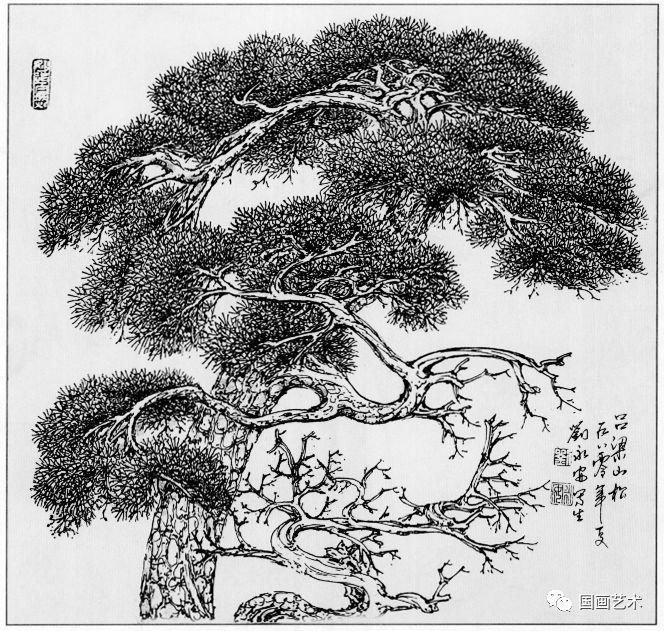 线描松树图片大全大图（松树的线描画图片）