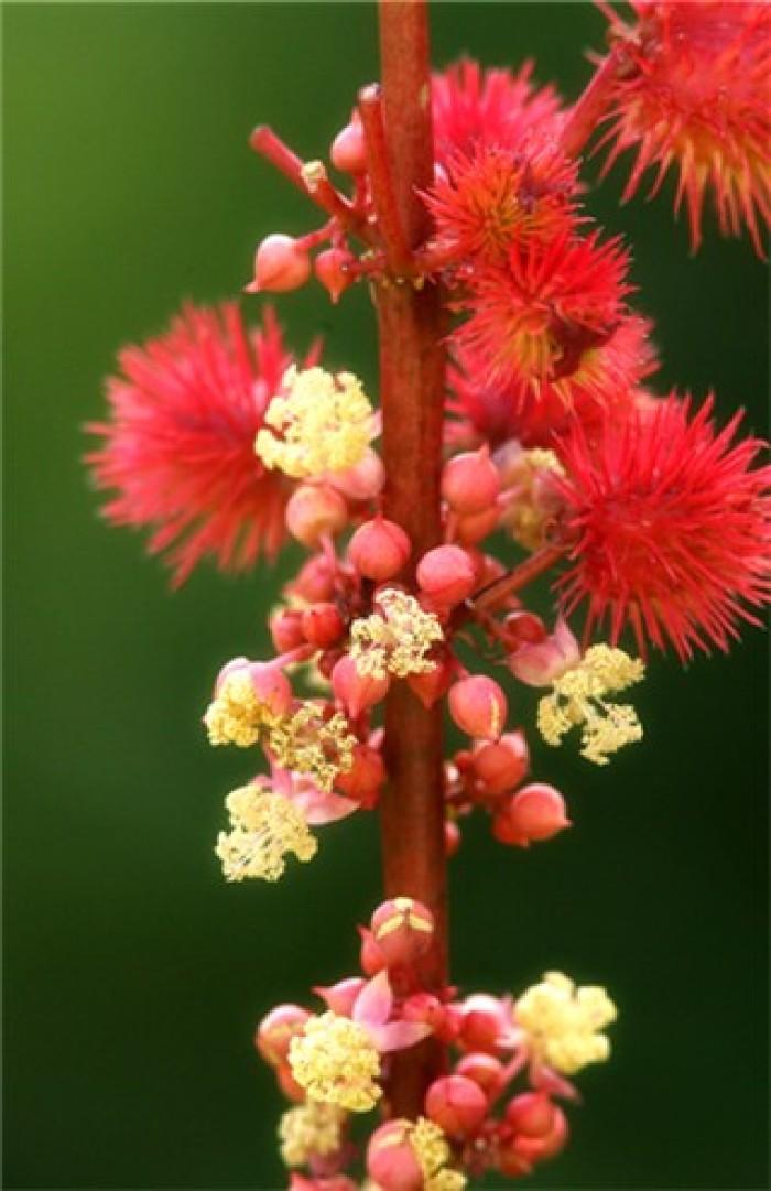 花语是生日快乐的花是什么花（生日花及花语）