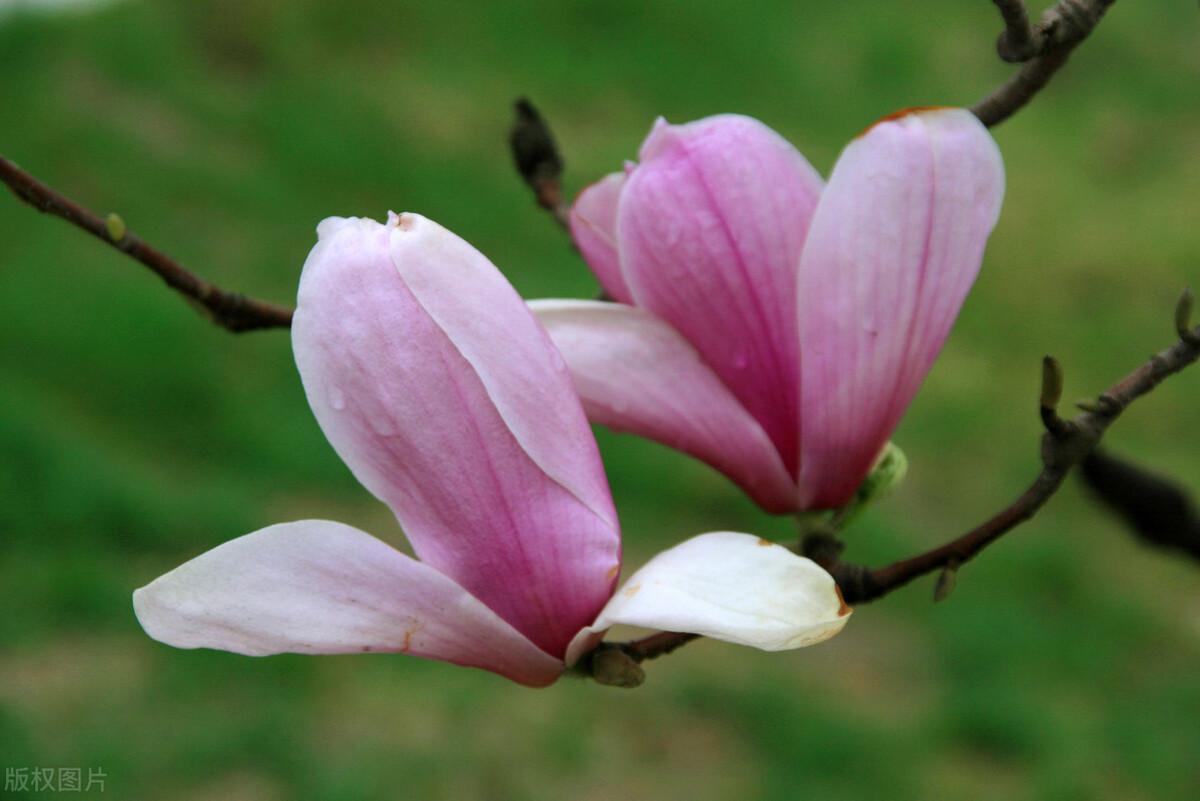 花语是生日快乐的花是什么花（生日花及花语）