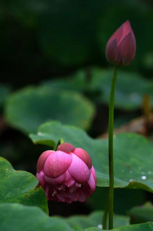 咏莲花的名句（关于莲花诗词名句）