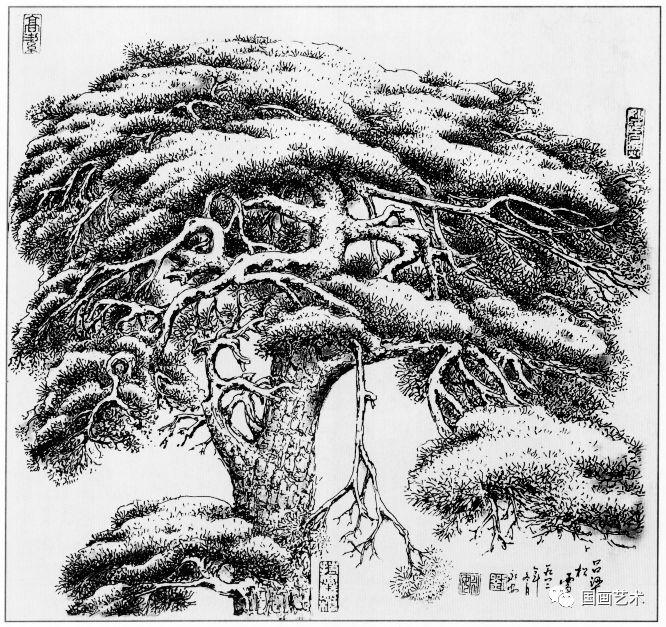 线描松树图片大全大图（松树的线描画图片）