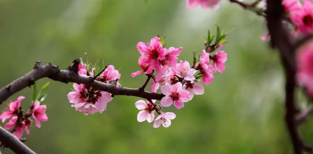 桃花诗词集锦大全（有关桃花的诗词）