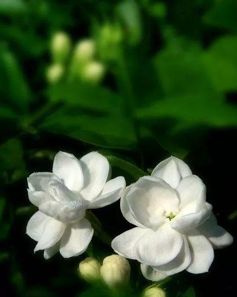 关于茉莉花的古诗有哪些（茉莉花 古诗鉴赏）