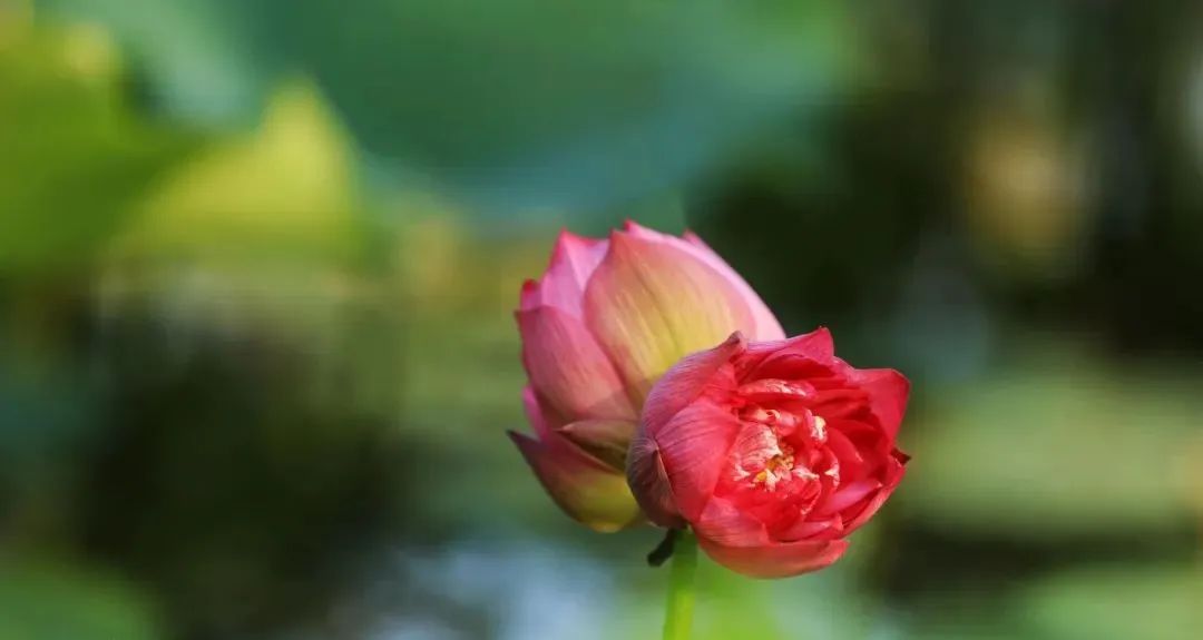 赞美并蒂莲花诗词（写并蒂莲的诗）