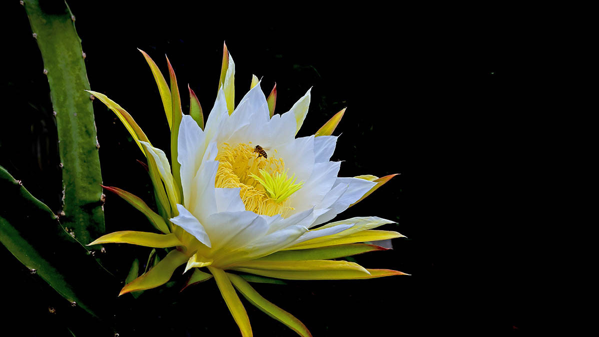 诗词·百花集：昙花一现，刹那芳华，惊艳岁月，瞬间永恒