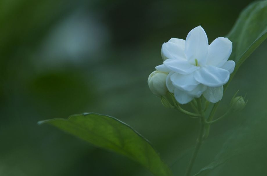 关于茉莉花的古诗有哪些（茉莉花 古诗鉴赏）