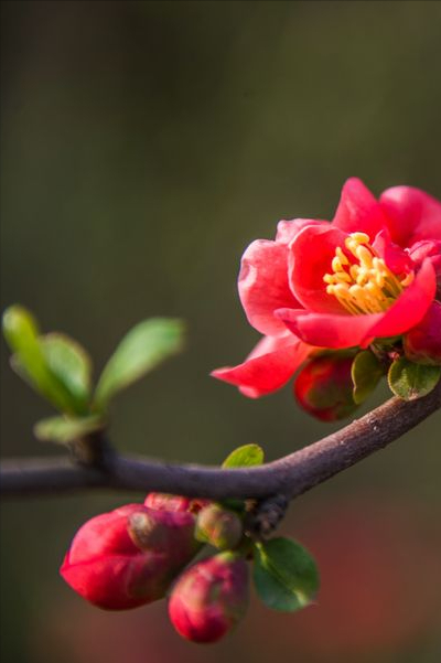 海棠花开时节诗句（海棠花离别诗句）