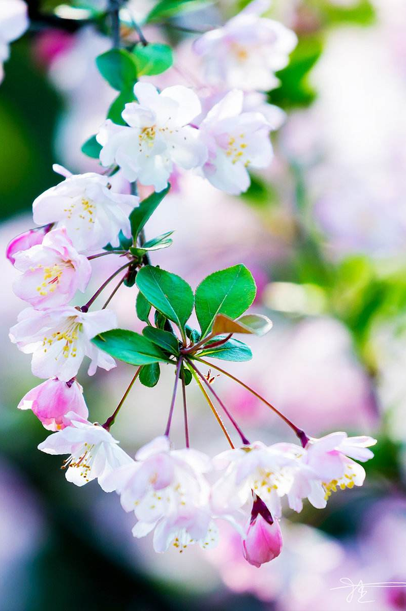 海棠花开时节诗句（海棠花离别诗句）