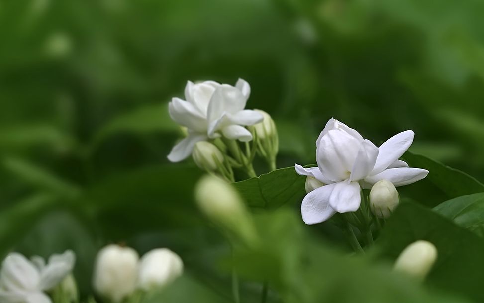 关于茉莉花的古诗有哪些（茉莉花 古诗鉴赏）