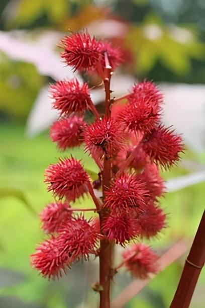 花语是生日快乐的花是什么花（生日花及花语）