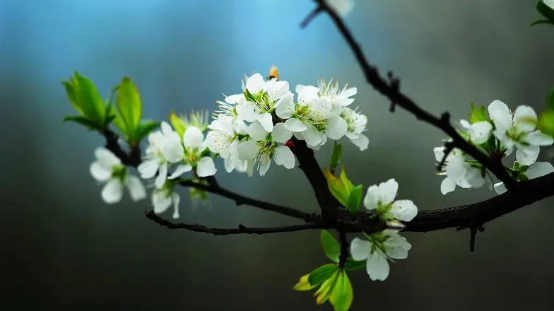 十二首棠梨花的诗词名句（有关棠梨花的诗句）