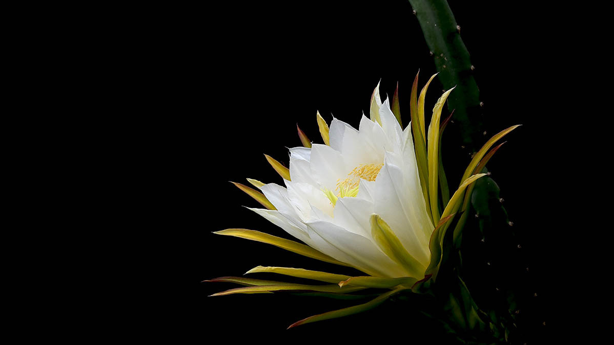 诗词·百花集：昙花一现，刹那芳华，惊艳岁月，瞬间永恒