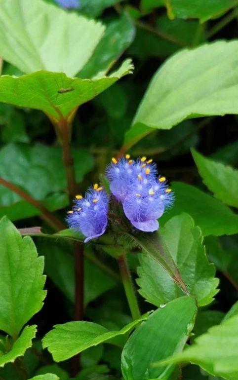 「诗词鉴赏」古诗词里的野花，正芬芳，惊艳了秋天