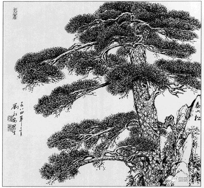 线描松树图片大全大图（松树的线描画图片）