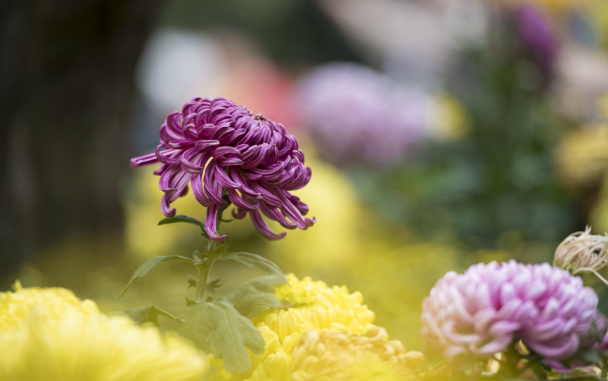 九九重阳节赏菊的诗词（赏菊的著名诗句大全）