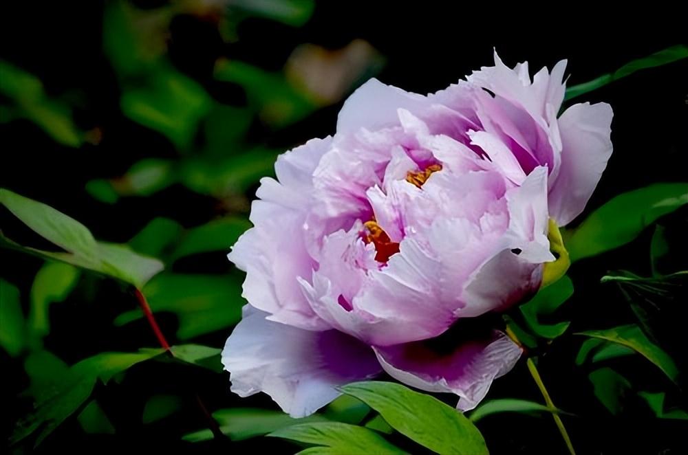 牡丹花诗词集锦大全（有关牡丹花的诗词）