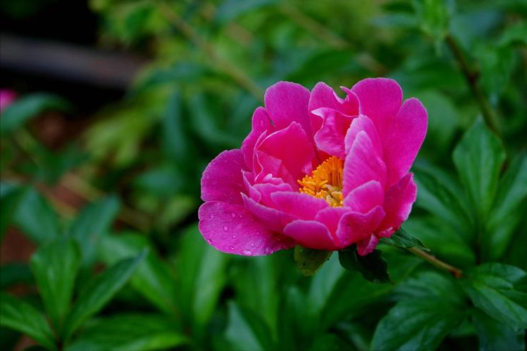 牡丹花诗词集锦大全（有关牡丹花的诗词）