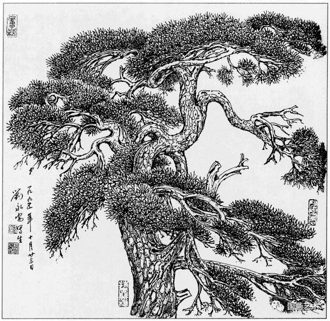 线描松树图片大全大图（松树的线描画图片）