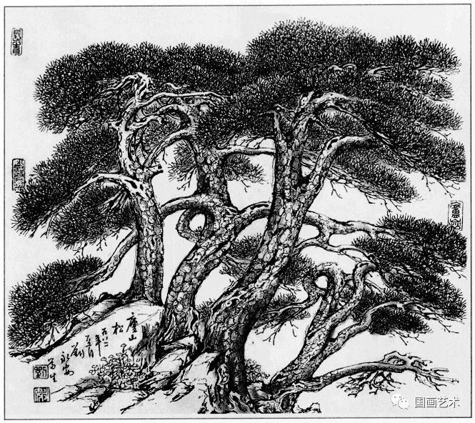 线描松树图片大全大图（松树的线描画图片）