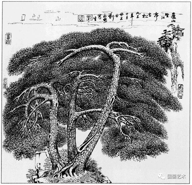 线描松树图片大全大图（松树的线描画图片）