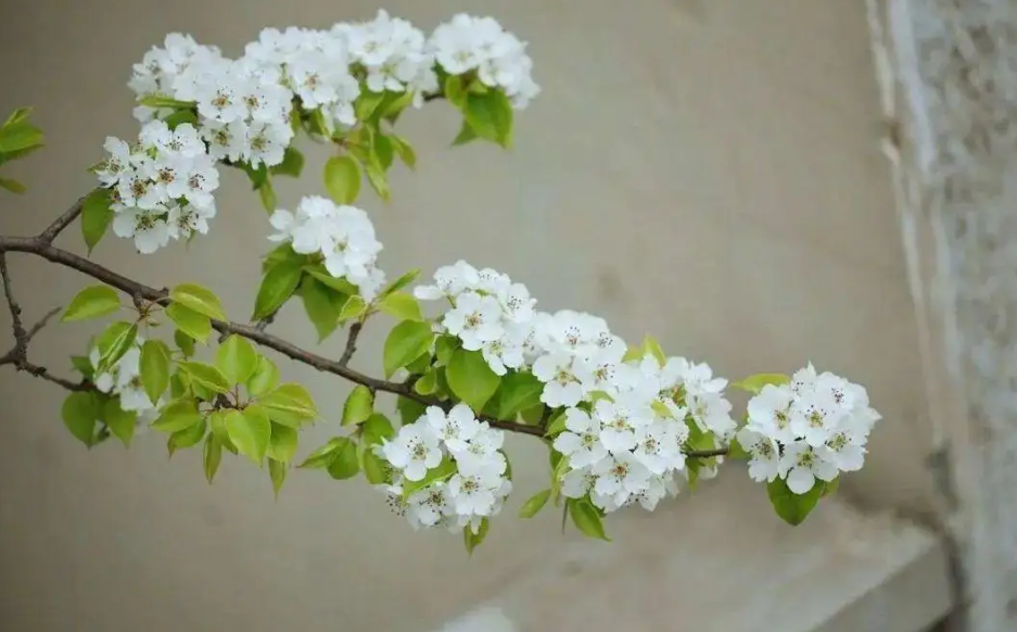 十二首棠梨花的诗词名句（有关棠梨花的诗句）