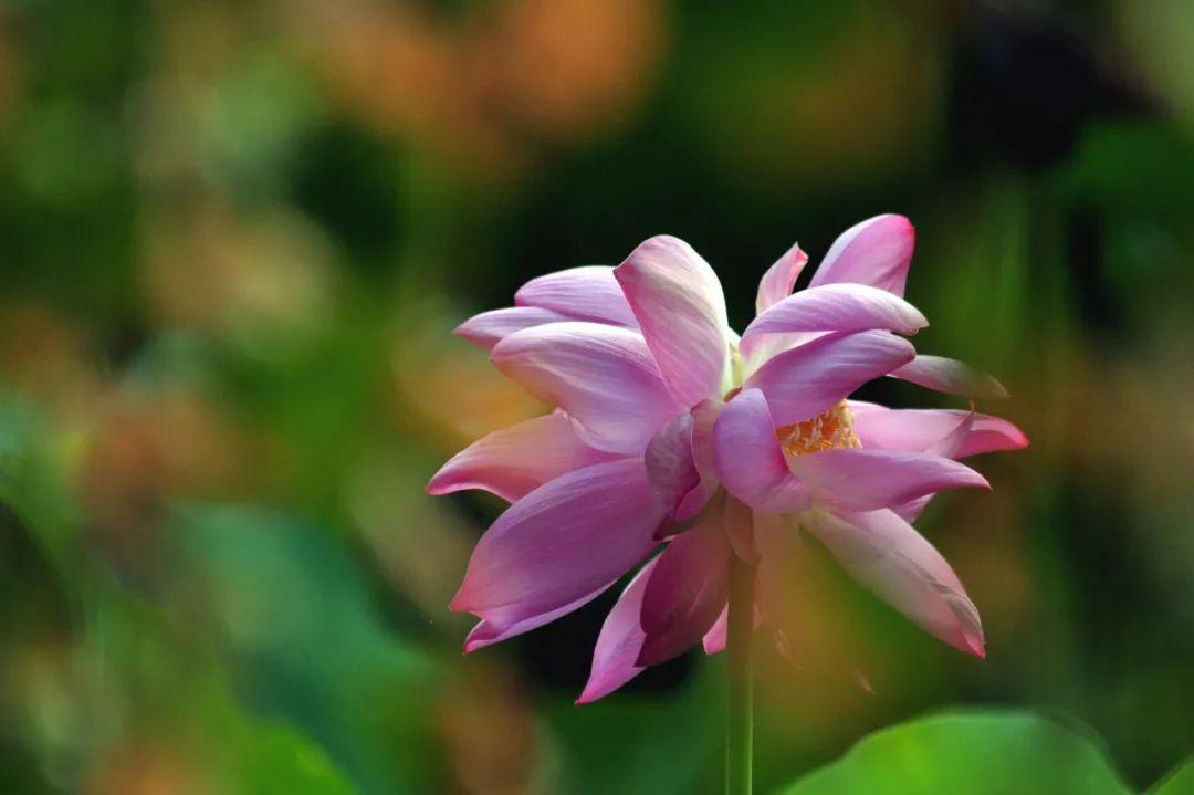 赞美并蒂莲花诗词（写并蒂莲的诗）