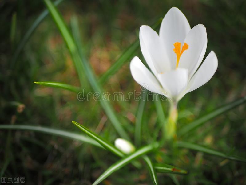 花语是生日快乐的花是什么花（生日花及花语）