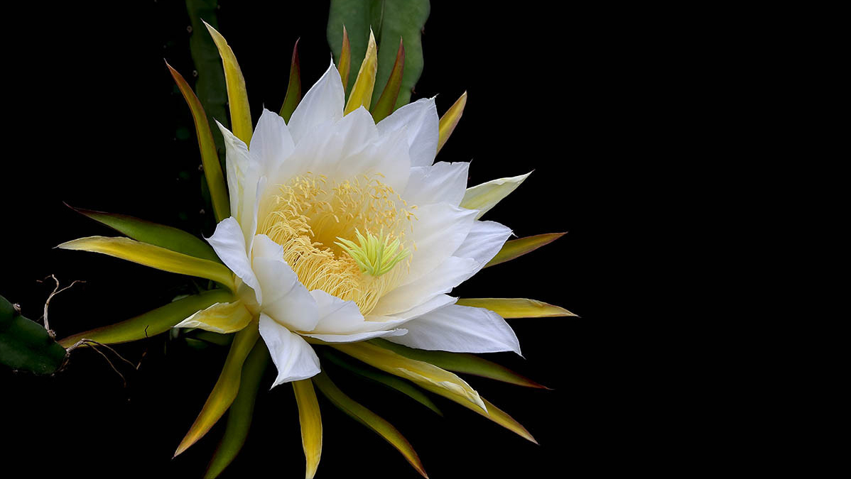 诗词·百花集：昙花一现，刹那芳华，惊艳岁月，瞬间永恒