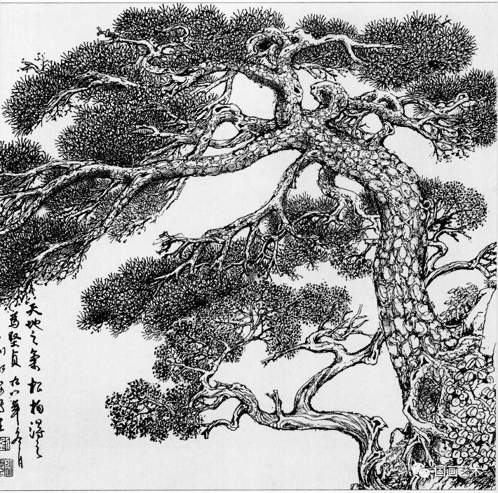 线描松树图片大全大图（松树的线描画图片）